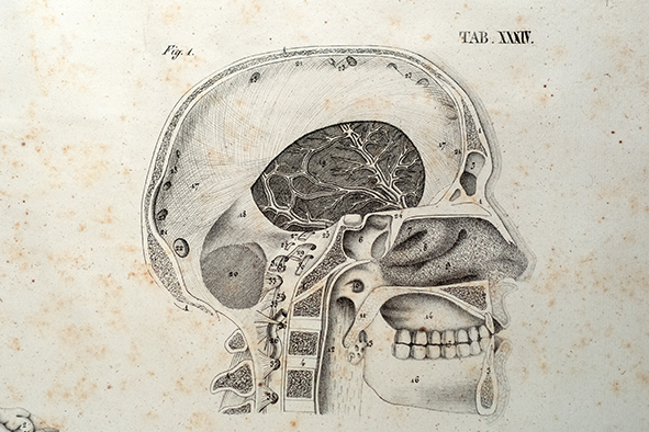 Gallery Médecine, le Crane/>
                      <div class=